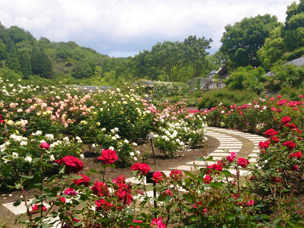 花フェスタ記念公園 タクシーで観光地をめぐる タクシーサイト