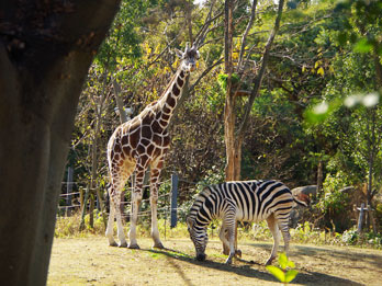 天王寺動物園 タクシーで観光地をめぐる タクシーサイト